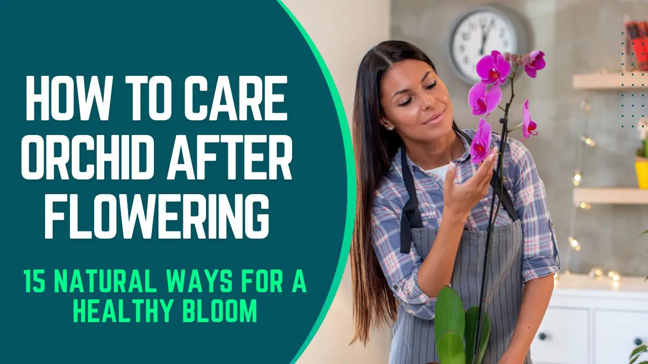 How To Care Orchid After Flowering