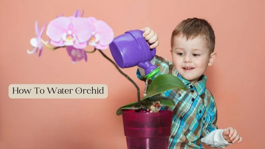 How To Water Orchid For a Healthy Growth Through Out Year