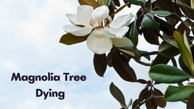Why My Magnolia Tree Not Thriving