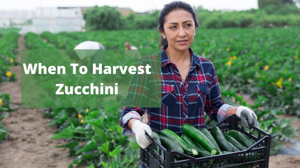 When to Harvest Zucchini