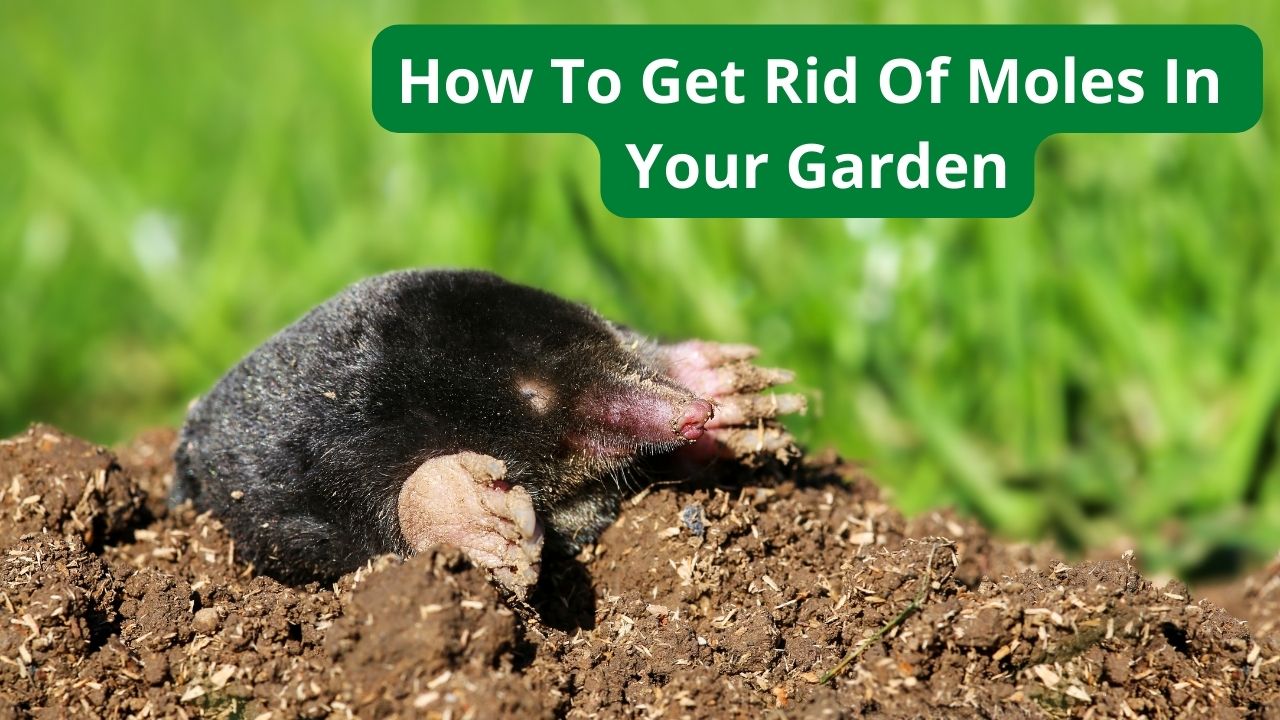 Get Rid Of Moles In Your Garden
