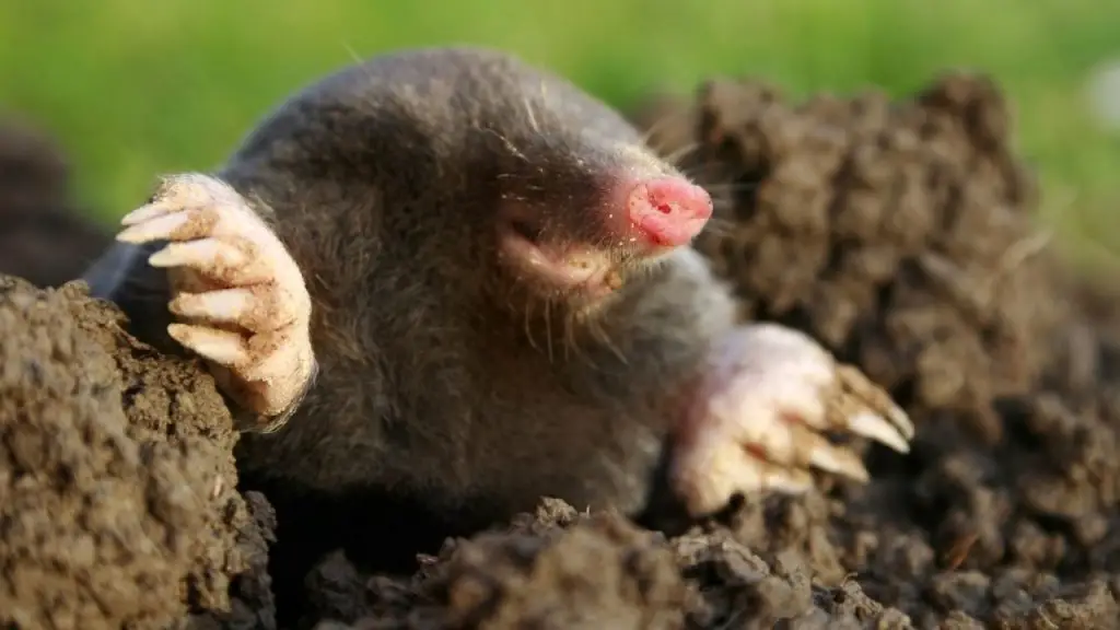 How To Control moles in the garden 