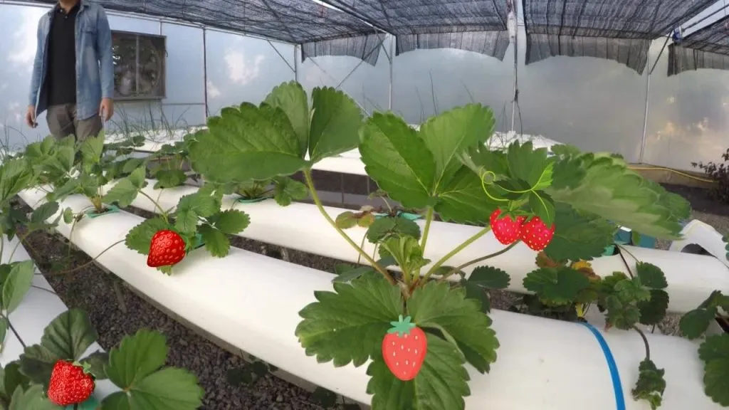 Grow Hydroponic Strawberries