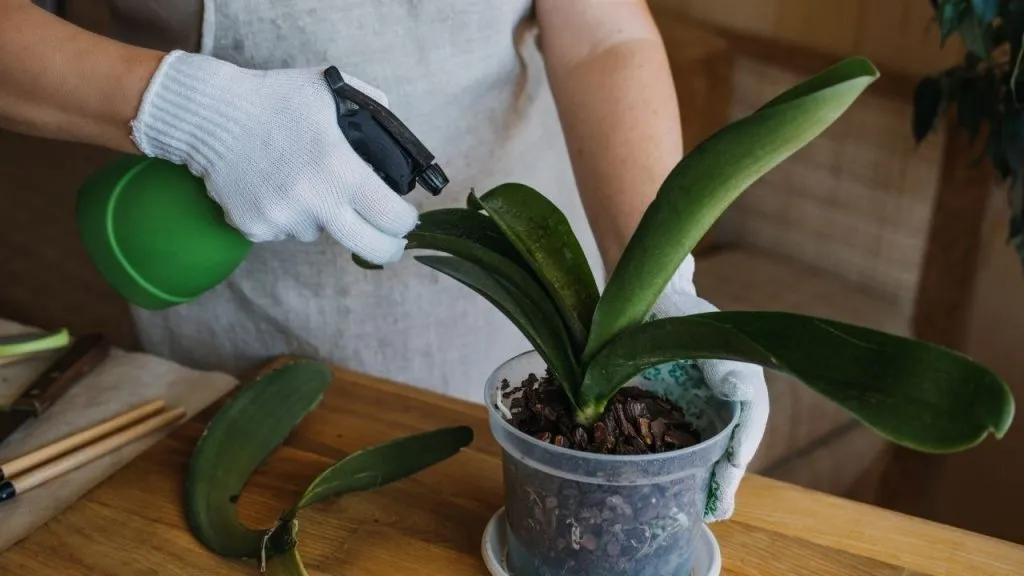 How To Water Orchid For a Healthy Growth 
