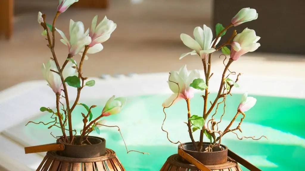 How to grow Magnolias In Pots