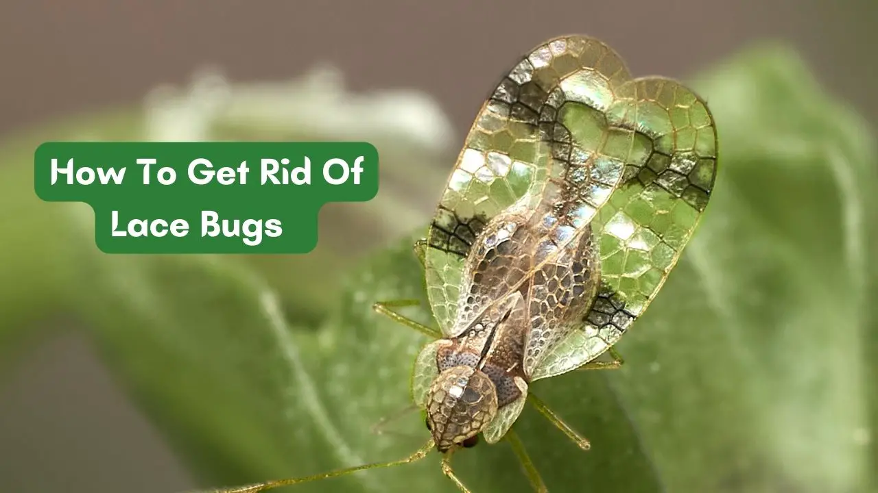 how to get rid of lace bugs