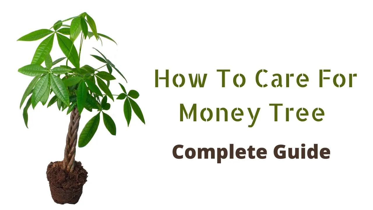 money tree care guide