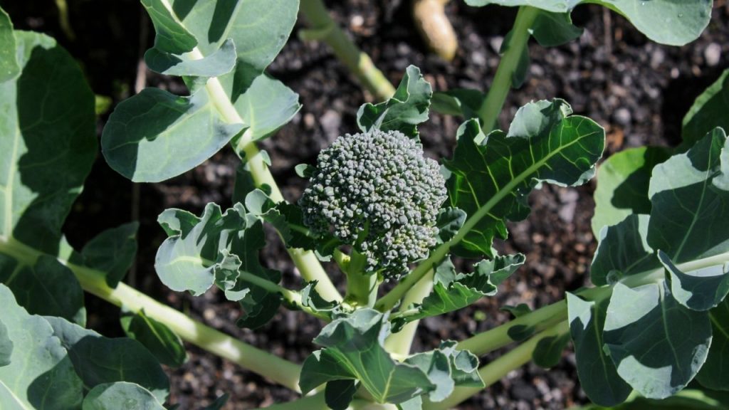 Steps For Growing Aquaponics Broccoli