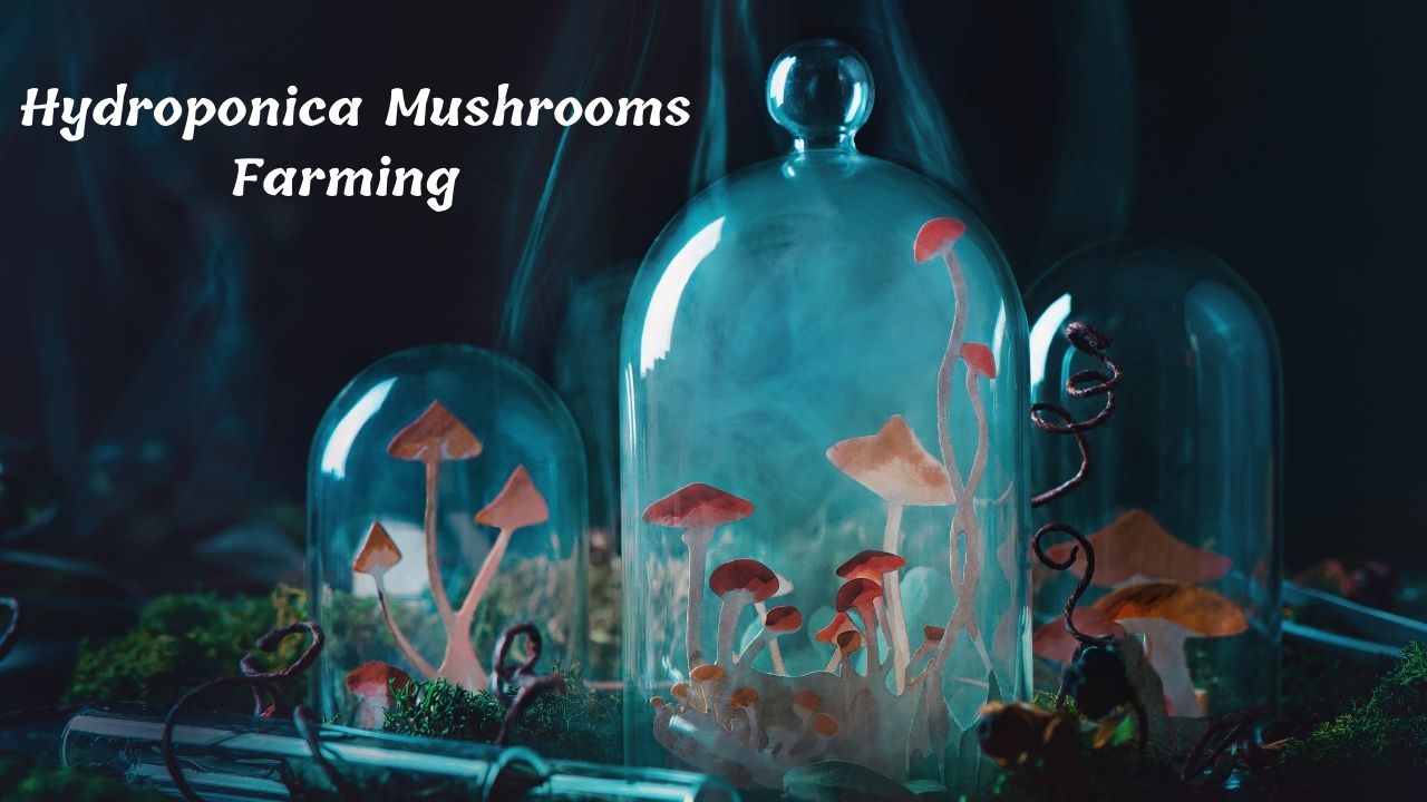 15 Growing Mushrooms Hydroponically At Home Tips