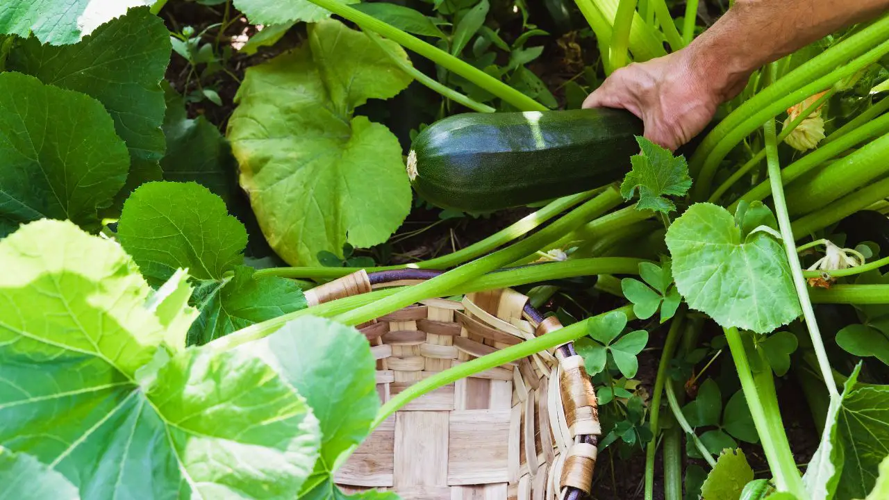 Zucchini Cultivation Tips