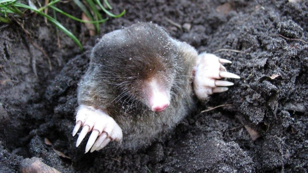 Moles In Your Garden Fixes