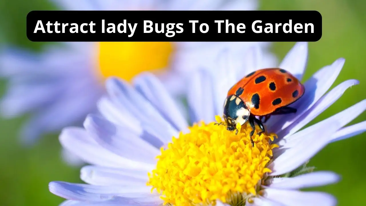 How To Attract Ladybugs To The Garden