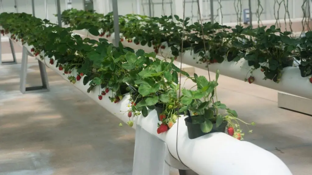 Adding Carbon dioxide to the hydroponics system