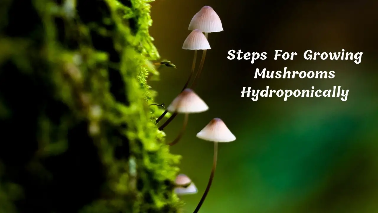 15 growing mushrooms hydroponically At Home Tips