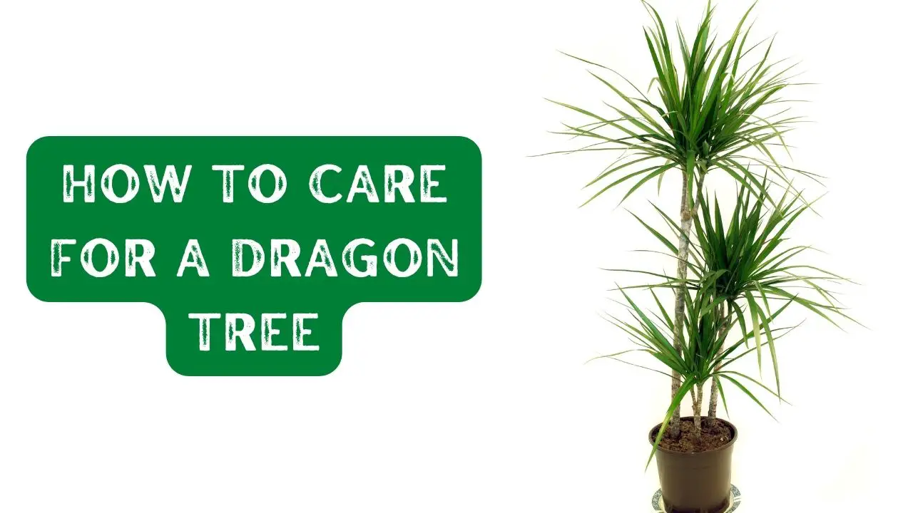How to Care for a Dragon Tree