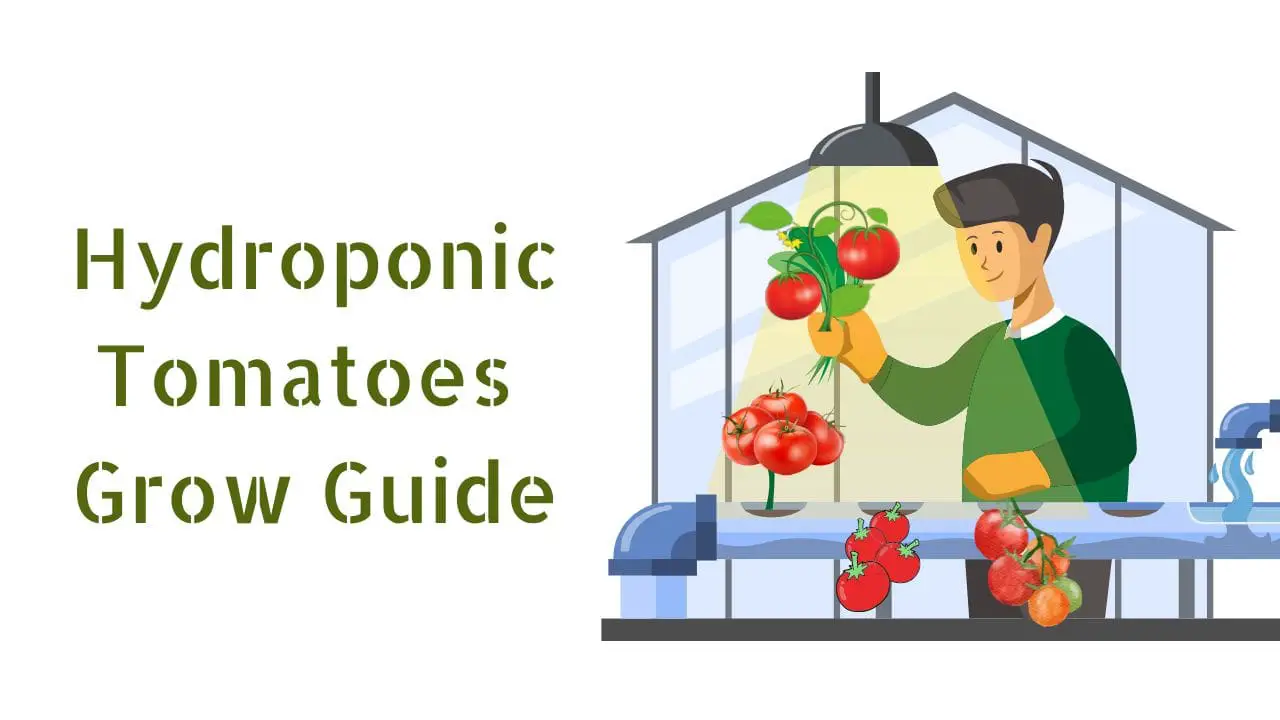 how to grow tomatoes hydroponically at home: 15 Tips