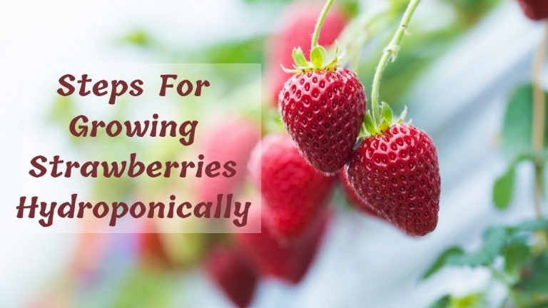 How to Grow Hydroponic Strawberries