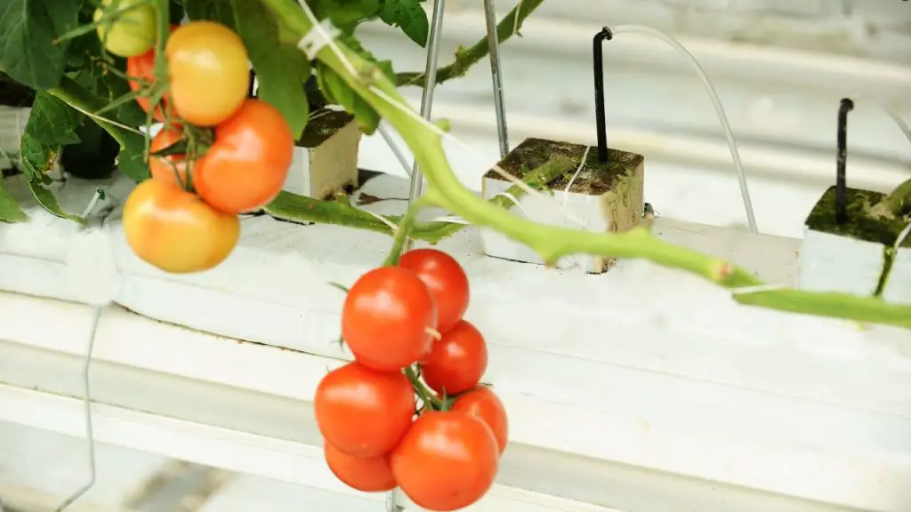 how to grow hydroponic tomatoes 
