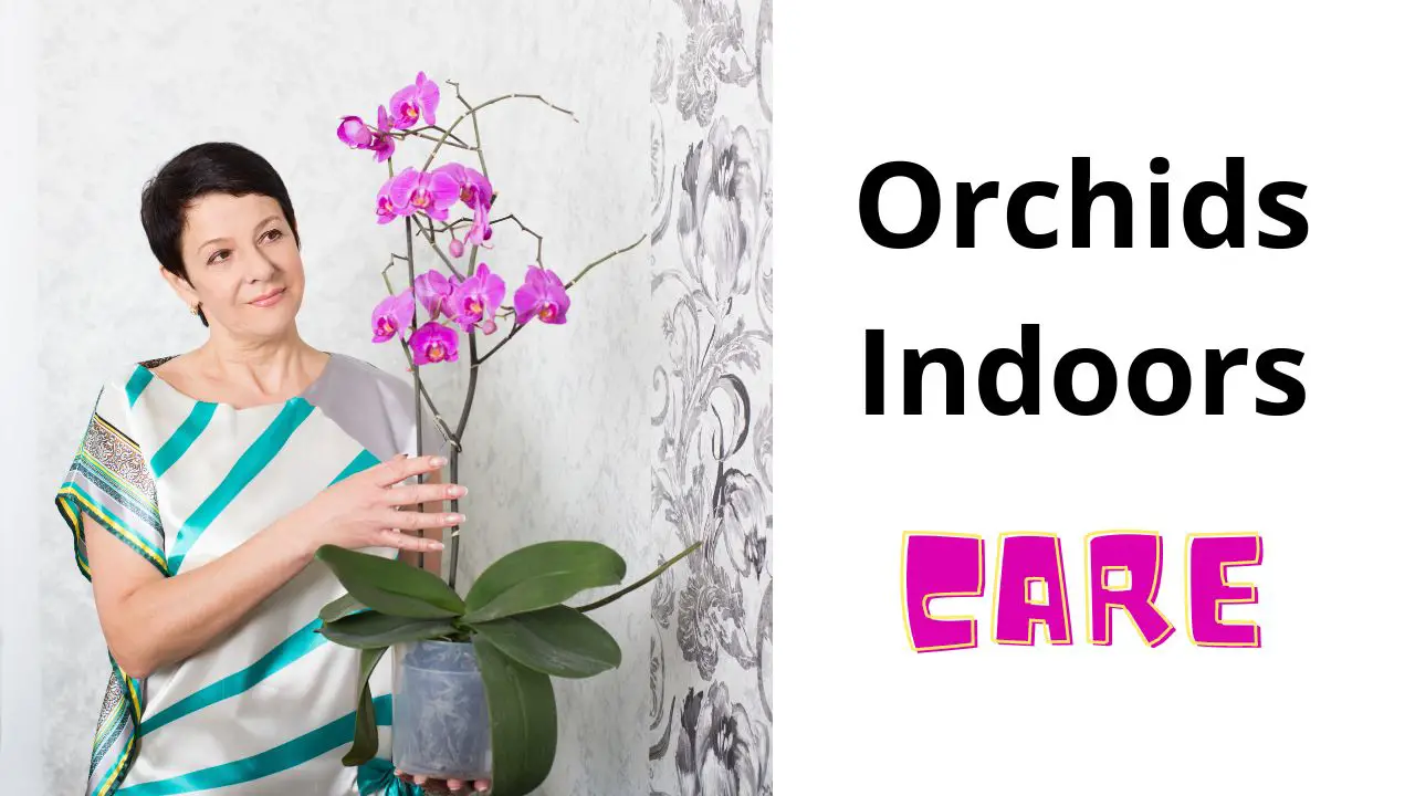 How To Care For Orchids Indoors