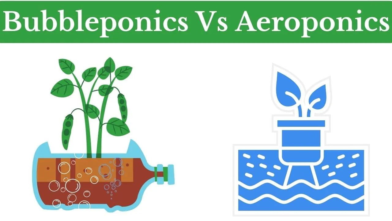 Bubbleponics vs Aeroponics