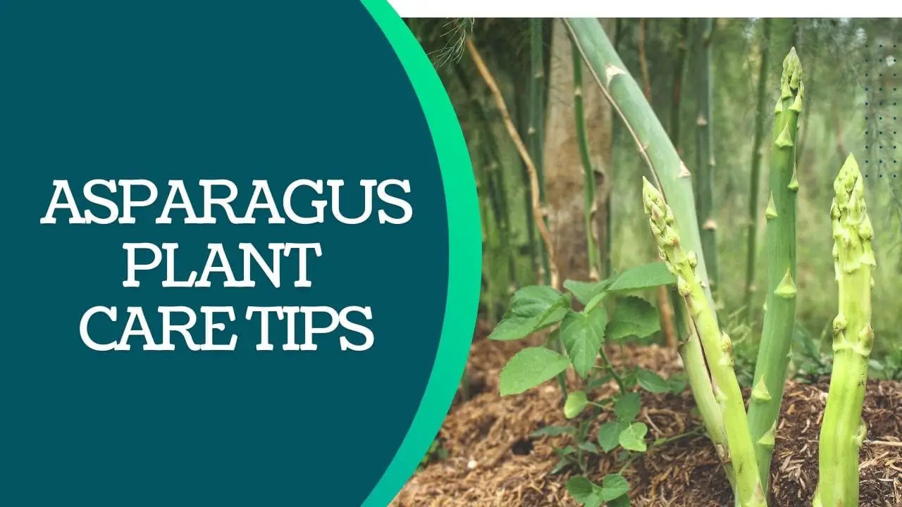 How to Care for Asparagus Plant
