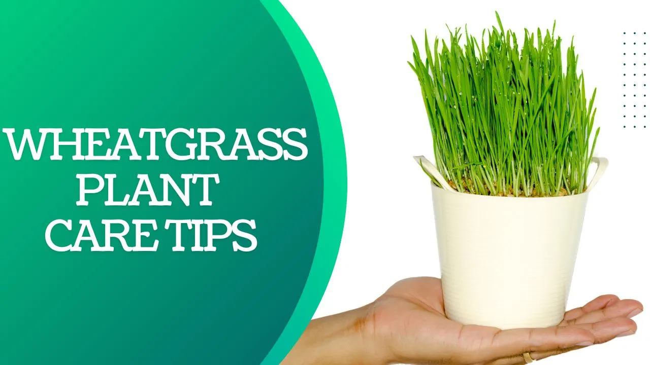 how to care for wheatgrass plant