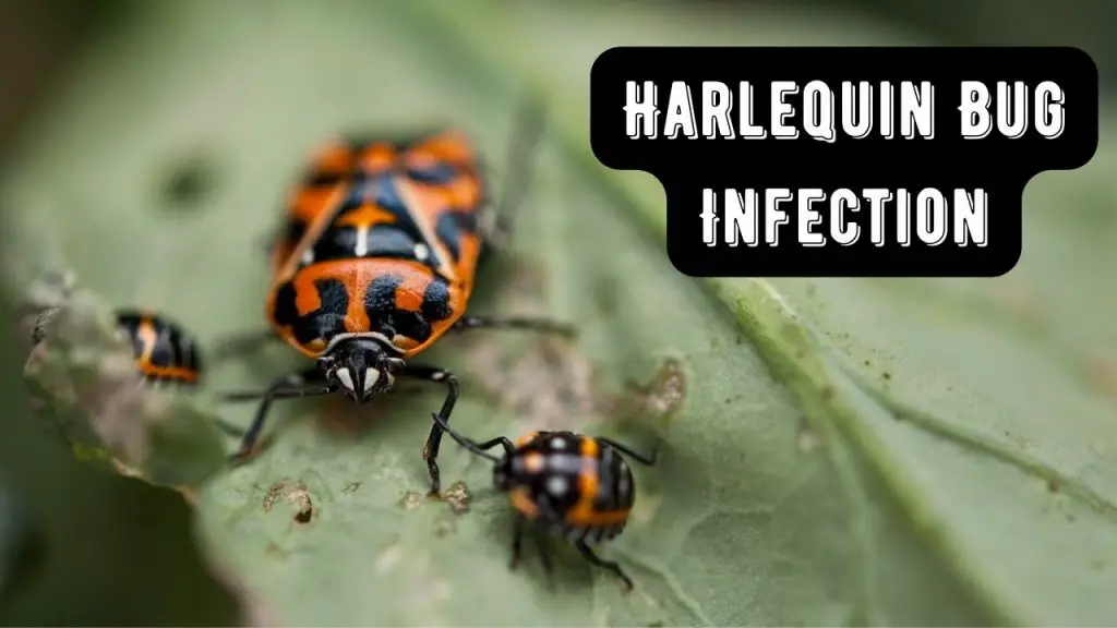 How to get rid of harlequin bug 