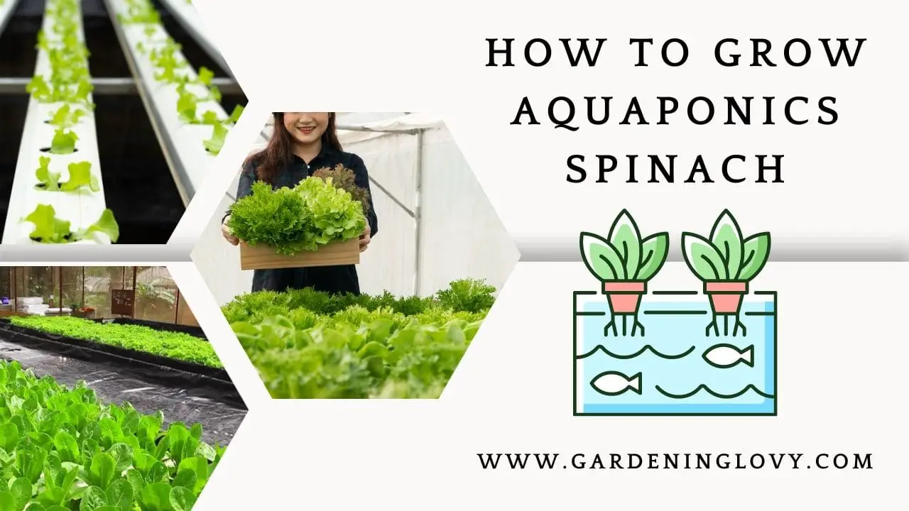 How To Grow Aquaponics Spinach: Methods And Spinach Care