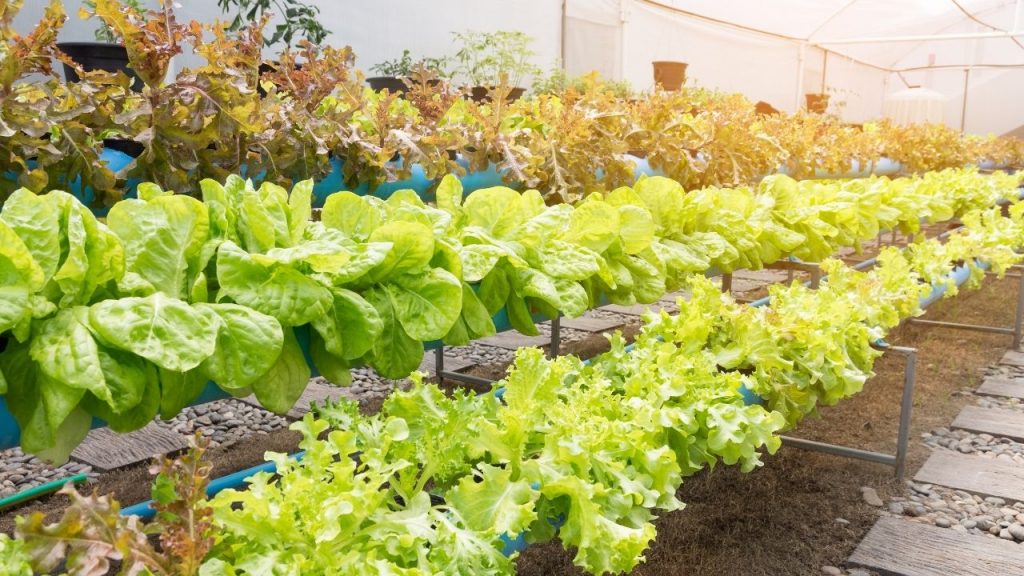 How to Grow Aquaponics Lettuce