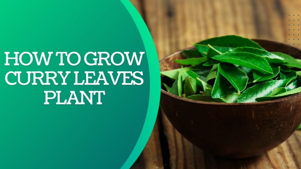 How to grow curry leaves from seeds
