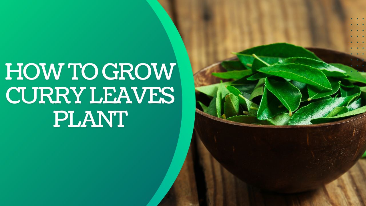 How To Grow Curry Leaves From Seeds 7 Steps + Care Guide