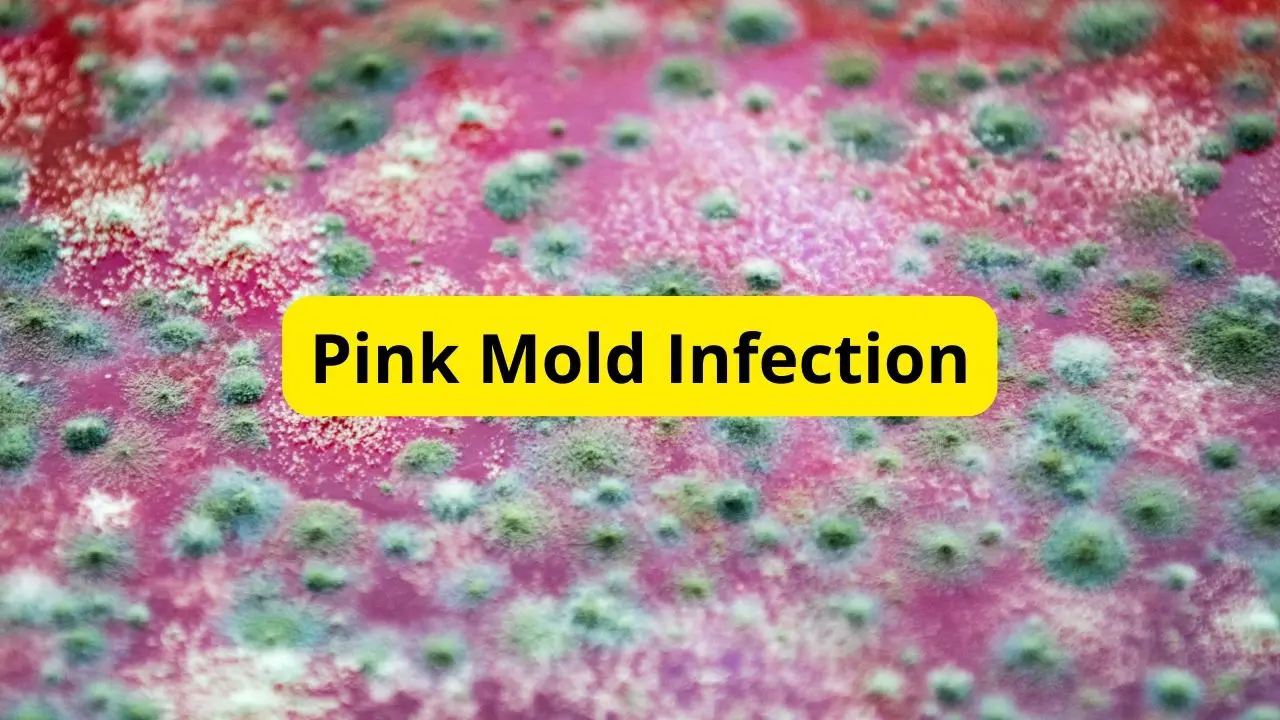 How to remove pink mold in Your Garden