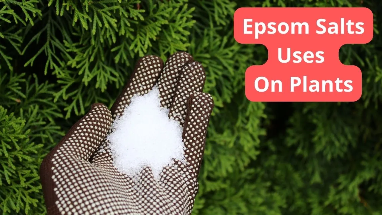 Epsom Salt Uses In Plants
