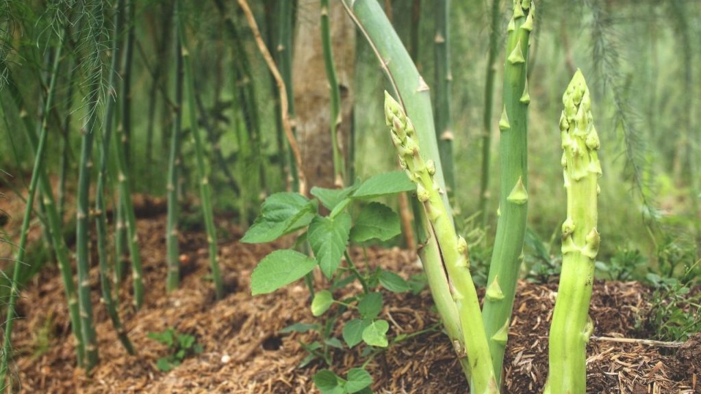 Asparagus Plant Grow And Care Tips