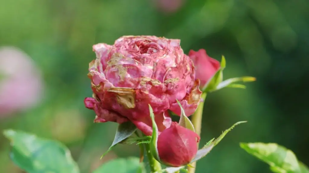 What causes botrytis in Flowers 