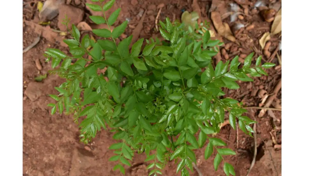 How to grow and care curry leave plant