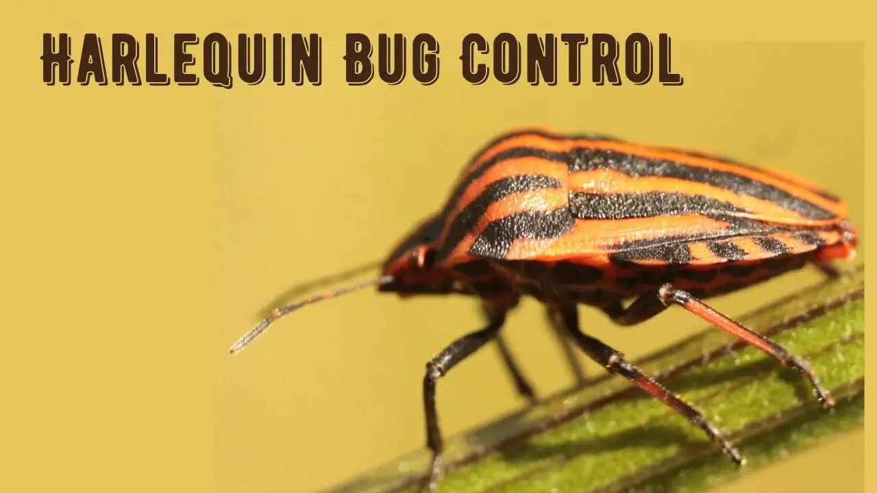 harlequin bug control: 11 Organic Methods (Works Overnight)