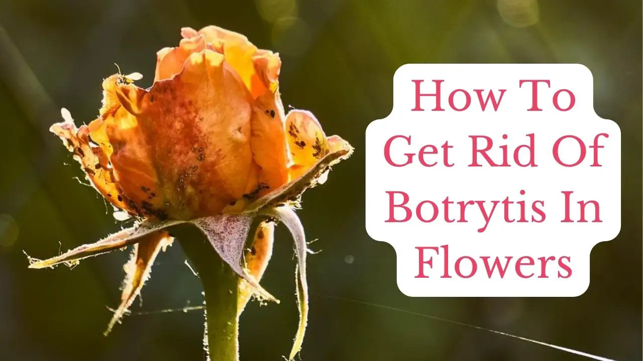 how to get rid of botrytis in Flowers [Gray Mold Treatment]