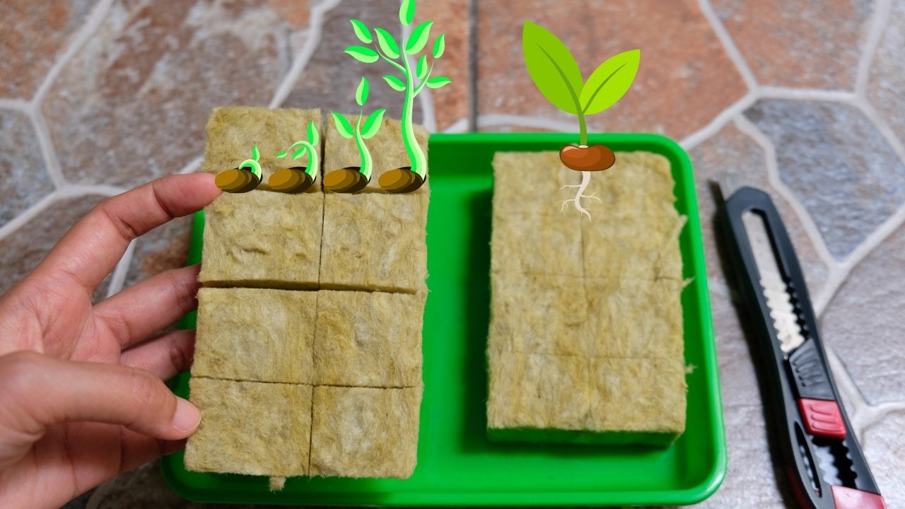 How To Germinate Seeds For Hydroponics [With Rockwool]