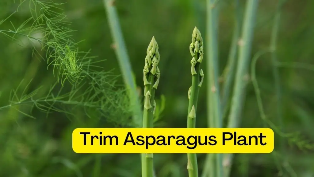 How to Trim Asparagus Plant