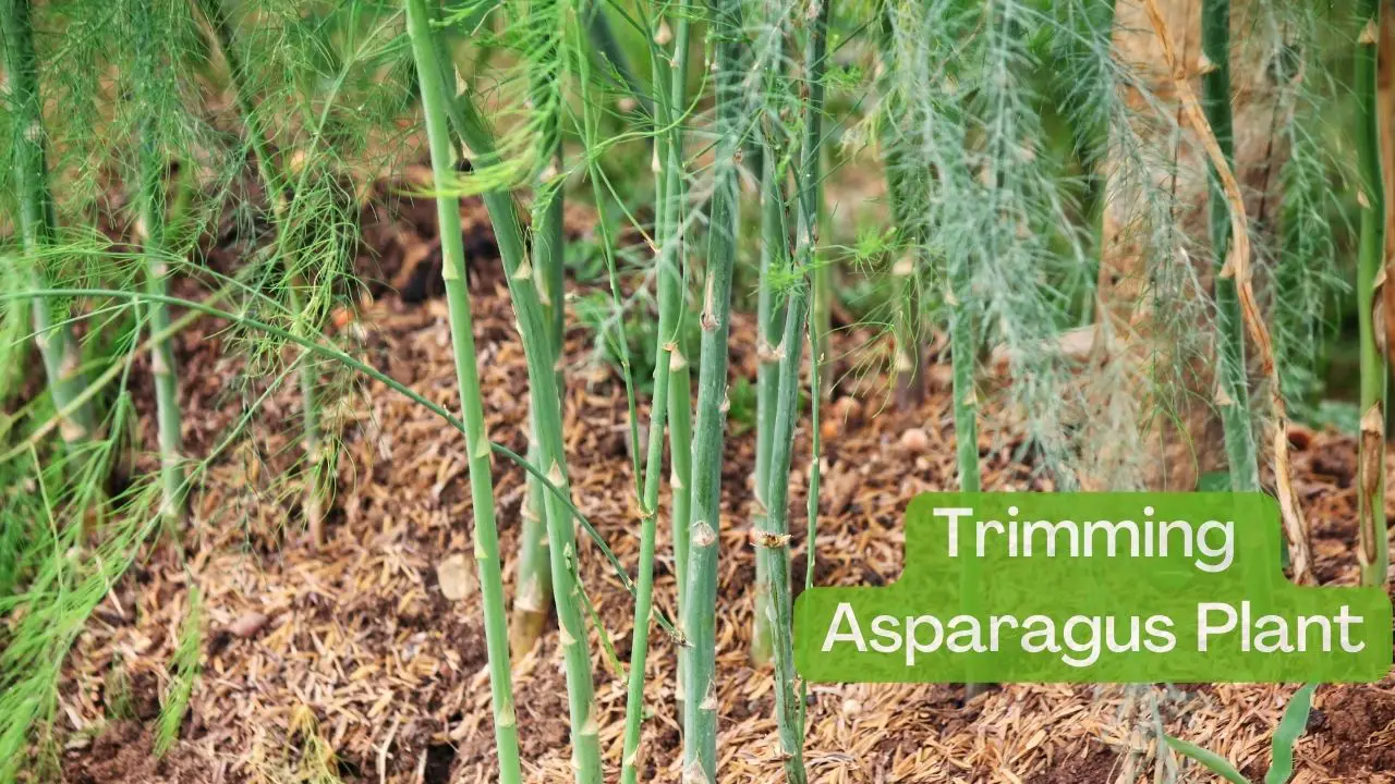 How to Trim Asparagus Plant