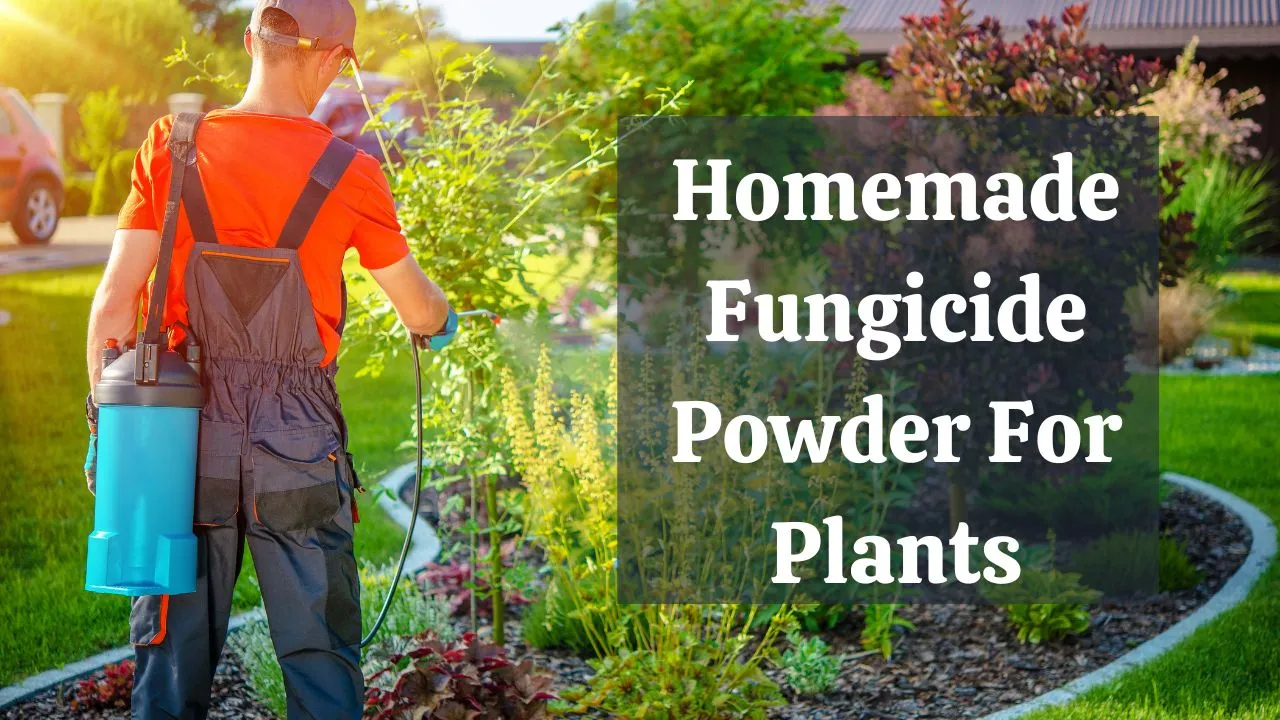Fungicide Powder For Plants