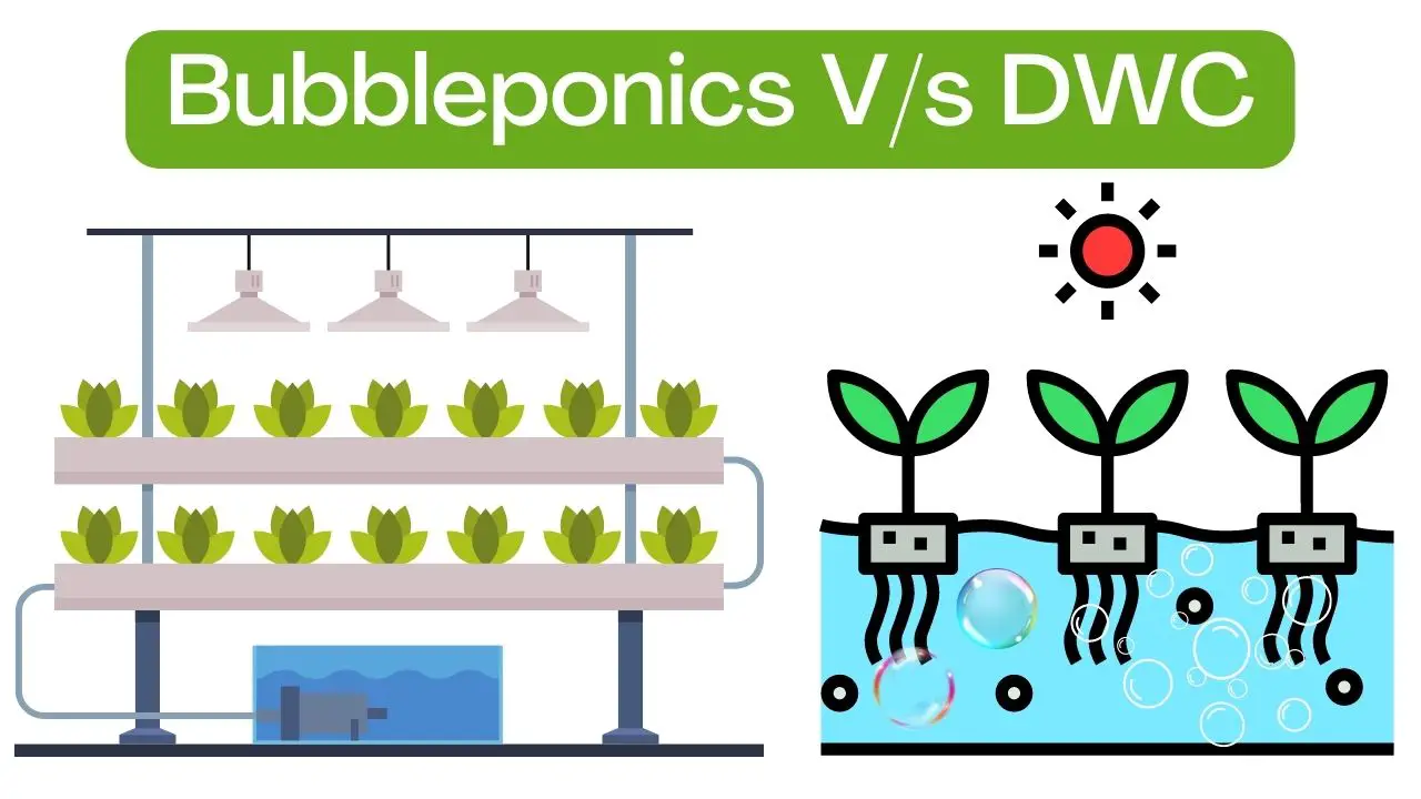 Bubbleponics vs DWC