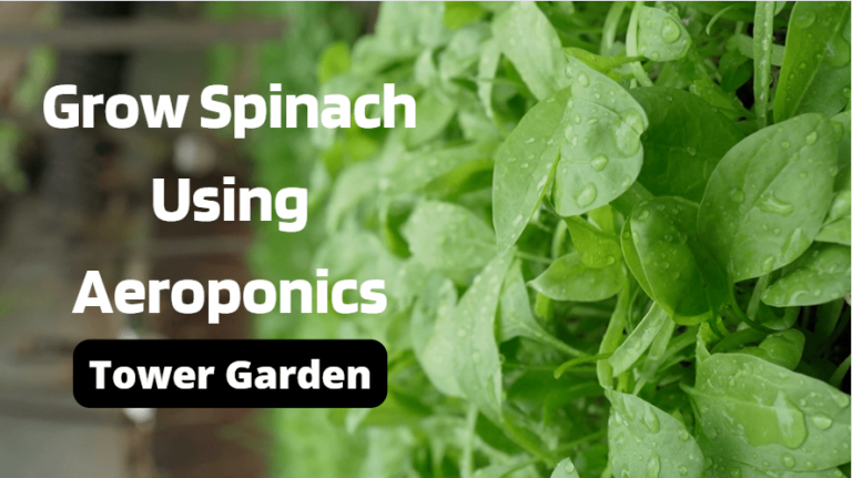 Untitled min Grow Spinach Using Aeroponics