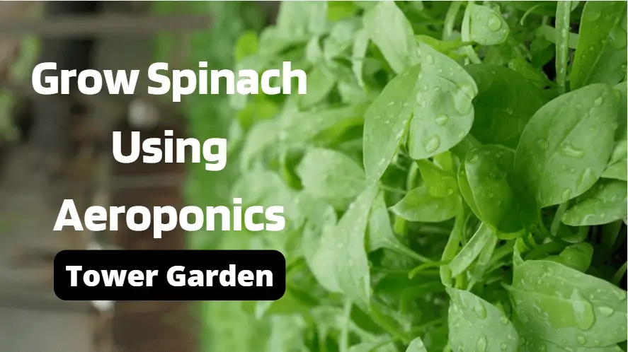Grow Spinach Using Aeroponics