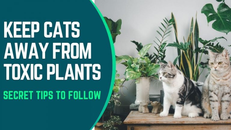 How To Keep Cats Away From Toxic Plants