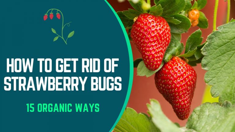 how to get rid of strawberry bugs
