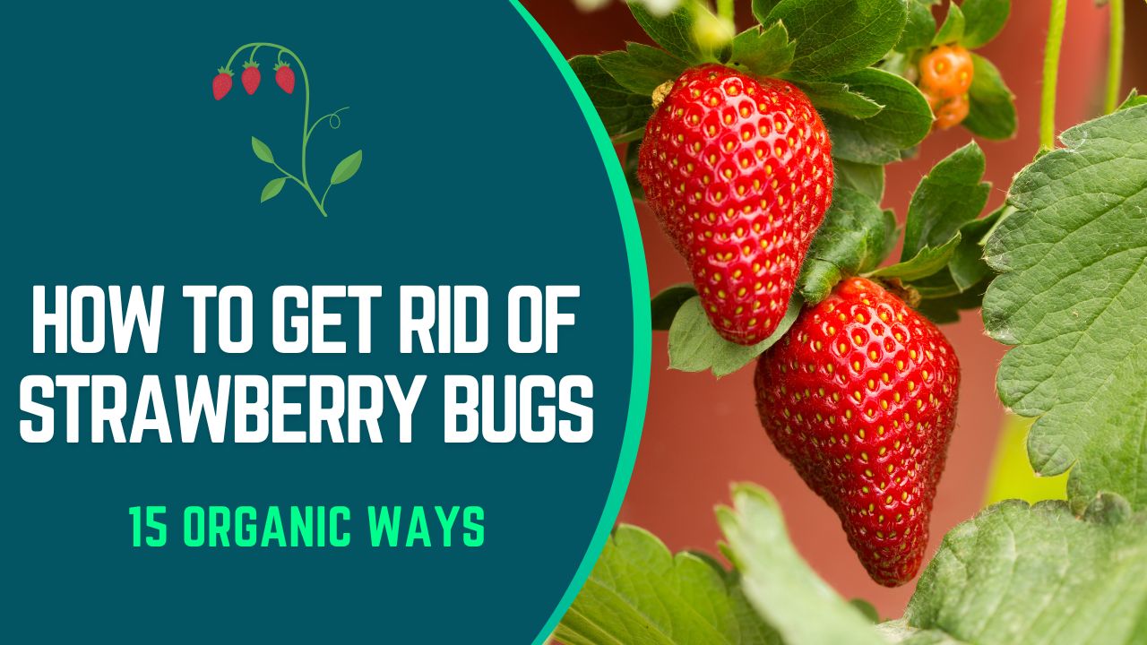 how to get rid of strawberry bugs