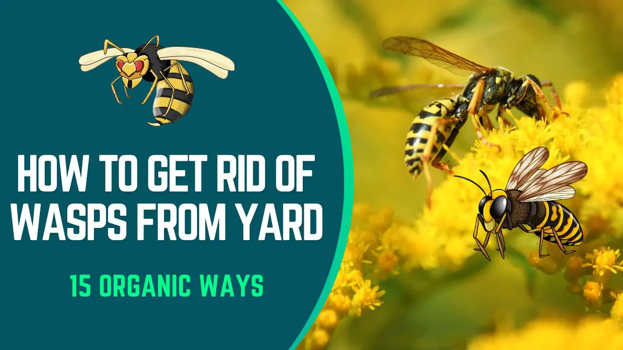 how to get rid of wasps from your yard