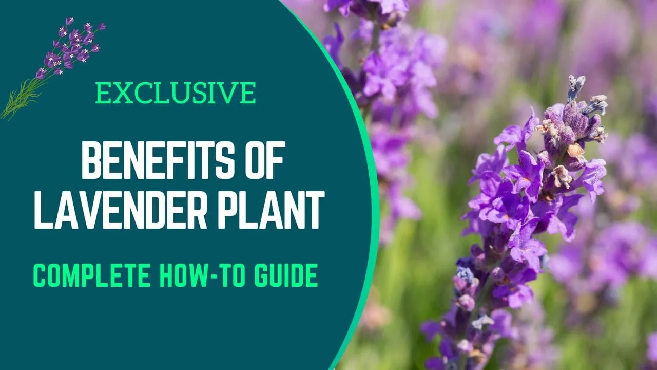 benefits of lavender plant